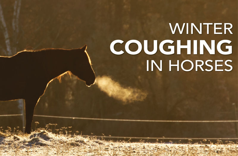 Winter Coughing in Horses - Equine Science Matters™